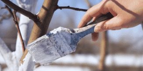 Znakovi pojave lisnih uši na kruški i mjere za borbu protiv nje